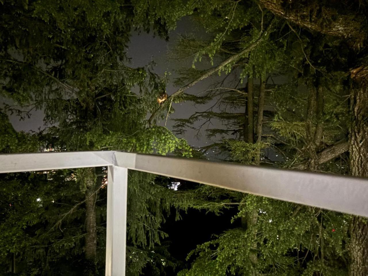 Hotel Jakhu Heights Shimla Buitenkant foto